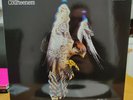 Courteeners - Falcon LP - White Vinyl 7730574