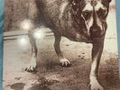 Alice In Chains - Alice In Chains Self Titled 1995 - White Record - 360 Sound