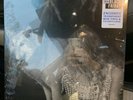 LANA DEL REY  - CHEMTRAILS (MINT & SEALED / BLUE VINYL / ALT. COVER) RSD IN HAND