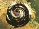 Nine Inch Nails - Closer To God - Vinyl Record 12.. - e6999e