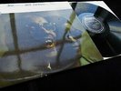 Ray Charles / Blue Mitchell / Milt Jackson **Metronome Atlantic 1279 Mono LP**