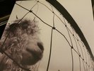 Vs. [Remastered] by Pearl Jam (Vinyl, 1993)