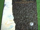 Harold Budd / Brian Eno With Daniel Lanois ‎- The Pearl - 12