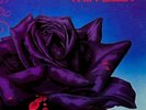 ORIGINAL 1979 THIN LIZZY Album BLACK ROSE Record 1ST PRESS Lp VINYL is NEAR MINT