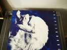 Chapterhouse ‎- Whirlpool Dedicated ‎DEDLP 001A Vinyl LP UK 1991