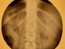 Danny and Juniors - At The Hop X-RAY OF USSR X-RAY BONES RECORD