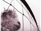 Sony Pearl Jam - VS.