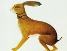 VASHTI BUNYAN LOOKAFTERING NEW VINYL RECORD