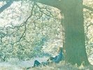 PLASTIC ONO BAND