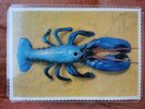 The b52s Rock Lobster Picture Disc  Rare