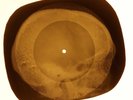 Elvis Presley - Surrender  X-RAY OF USSR X-RAY BONES RECORD