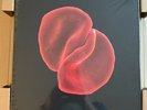 PETER GABRIEL Scratch My Back Ltd Ed Of 50 Box Set RED Vinyl LP, 2CD, USB NEW