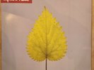 Depeche Mode Freelove 2x 12