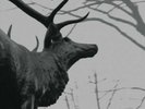 AGALLOCH - The Mantle DLP transparent NEUWARE