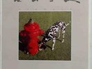 Rush Signals Used Vinyl LP