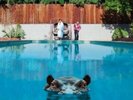 HIPPOPOTAMUS