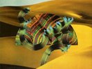 Django Django Django Django Vinyl / 12