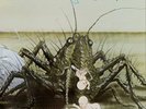 Birth Control Operation (Vinyl) 12