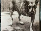 2LP ALICE IN CHAINS