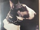 Pixies - Here Comes Your Man - Used LP, VGC, UK Seller