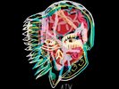 All Them Witches Nothing As the Ideal (UK IMPORT) VINYL LP NEW