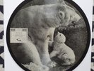 Billy Ternent - Brumas Roly Polar Bear ORIG UK Saturn 1940s PICTURE DISC 78 RPM