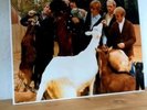 The Beach Boys Pet Sounds Limited LP Yellow / Green Vinyl