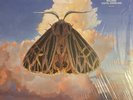 Chairlift - Moth - Black Vinyl