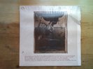 Pixies Surfer Rosa 1st Press Excellent Vinyl LP Record Album CAD803