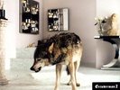Grinderman - Grinderman 2 - LP Vinyl - STUMM299 - NEW