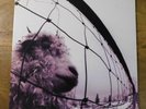 Pearl Jam - Vs. 1993 - 12