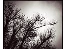 Brian Blade & The Fellowship Band Season of Changes  (Vinyl)  12