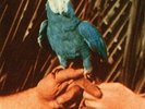 ANDREW BIRD - ARE YOU SERIOUS NEW VINYL
