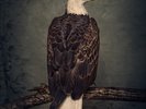 CLUTCH BOOK OF BAD DECISIONS (Vinyl) 12