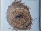 Wilco sealed new A Ghost Is Born vinyl 2LP Jeff Tweedy Hummingbird Late Greats