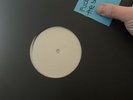 OASIS -F@&kin in the Bushes -   12” Test Pressing