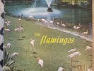 The Flamingos - 