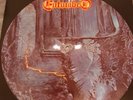 Entombed Picture Vinyl Left Hand Path 1990 Dismember Obituary Samael