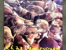 DIE ÄRZTE . Bullenstaat LP 42 Punk Songs   Toten Hosen WIZO Bela B. Farin Urlaub