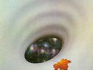 Robin Trower - Long Misty Days - Used Vinyl Record - X14491A