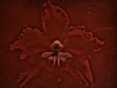 Machine Head The Burning Red (Vinyl) 12