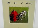 Rush - SIGNALS - Vinyl Record LP 200g Reissue 2015 - RARE PRESSING