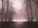 PLANT43 - Scars Of Intransigence - Vinyl (2xLP)