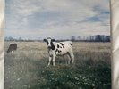 Very Rare Bootleg Pink Floyd Vinyl Album - 'Dark Side of the Moo'