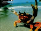 THE PRODIGY - The Fat Of The Land (2011) 2 LP vinyl