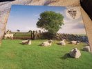 The KLF Chill Out Clear Vinyl 2017 Pressing JAMS LP5 Unplayed