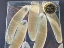 the locust vinyl