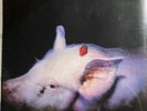 The Damned - Strawberries - Vinyl Record