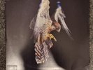 The Courteeners LP Falcon Vinyl Album