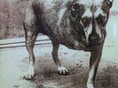 Alice In Chains ‎– Alice In Chains 